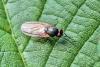 Calliopum sp.